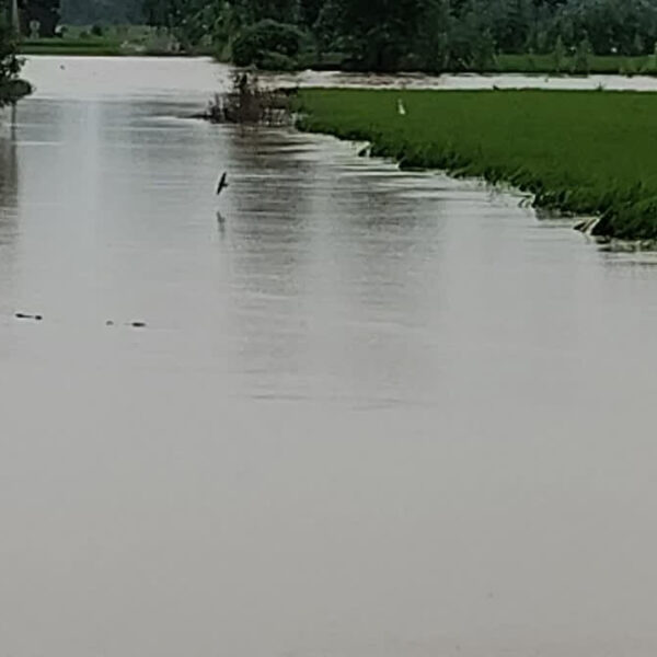 ਭਾਰੀ ਮੀਂਹ ਕਾਰਨ ਹੋਈਆਂ ਮੌਤਾਂ ’ਚ ਬਰਨਾਲਾ ਤੀਜ਼ੇ ਨੰਬਰ ’ਤੇ, ਪੜ੍ਹੋ ਜ਼ਿਲ੍ਹਾ ਵਾਇਜ਼ ਸੂਚੀ, ਪੰਜਾਬ ‘ਚ ਹੜ੍ਹ ਨਾਲ ਬੀਤੇ 24 ਘੰਟਿਆਂ ਦੌਰਾਨ 7 ਮੌਤਾਂ, 1655 ਪਿੰਡ ਹੁਣ ਤੱਕ ਹੋਏ ਪ੍ਰਭਾਵਿਤ