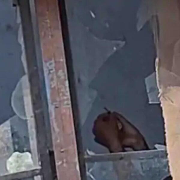 ਜਲੰਧਰ ਦੇ ਬਸਤੀ ਸ਼ੇਖ ਦਾ ਦਸ਼ਹਿਰਾ ਗਰਾਊਂਡ ਬਣਿਆ ਨਸ਼ੇੜੀਆਂ ਦਾ ਅੱਡਾ, ਪ੍ਰਾਈਵੇਟ ਪਾਰਟ ‘ਤੇ ਸ਼ਰੇਆਮ ਇੰਜੈਕਸ਼ਨ ਲਗਾਉਂਦੇ ਨੌਜਵਾਨ ਦੀ ਵੀਡੀਓ ਵਾਇਰਲ